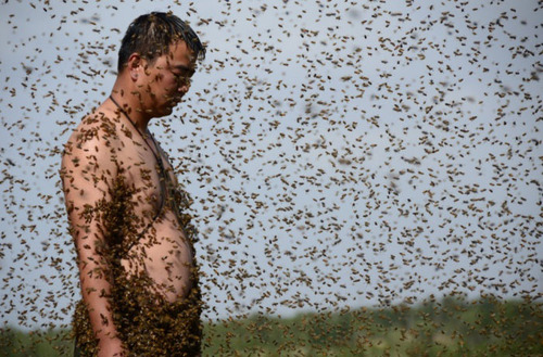 تلاش زنبوردار چینی برای جذب هزاران زنبور به بدن خود