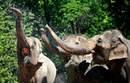 آب بازی فیل های باغ وحش برلین آلمان در گرمای تابستانی