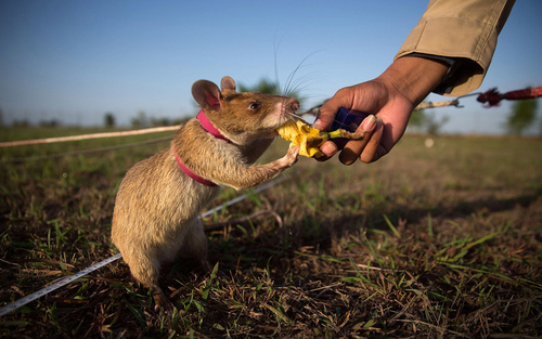 دادن موز به موش های مین یاب به عنوان جایزه (کامبوج)