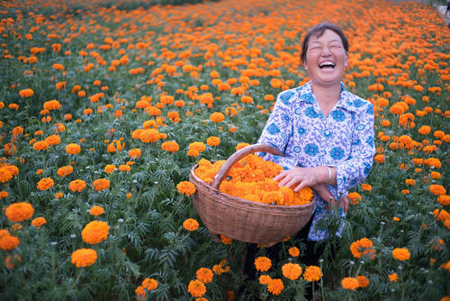 لبخند کشاورز پرورش دهنده گل – چین