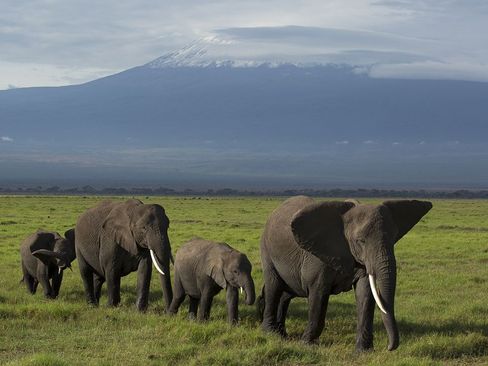 پارک ملی آمبوسلی در کنیا