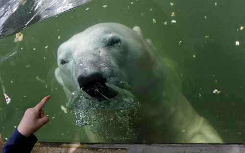 خرس قطبی باغ وحش شهر پراگ – جمهوری چک