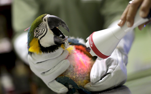 لیزر درمانی  و طب سوزنی برای درمان طوطی باغ وحش شهر برزیلیا