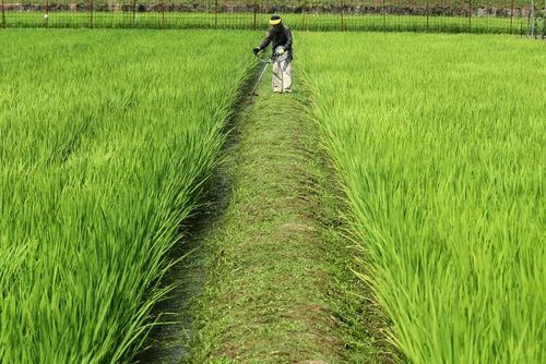 کشاورز برنجکار ژاپنی در حال کار  