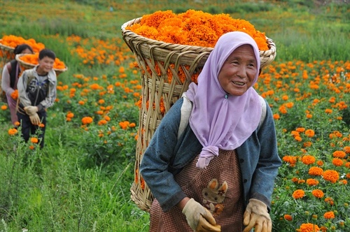 کشاورزان چینی در حال چیدن گل