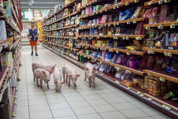 کشاورزان و دامداران فرانسوی در اقدامی اعتراضی علیه سیاست های دولت در قبال کشاورزان خوک های خود را به داخل سوپر مارکت ها می فرستند – جنوب فرانسه