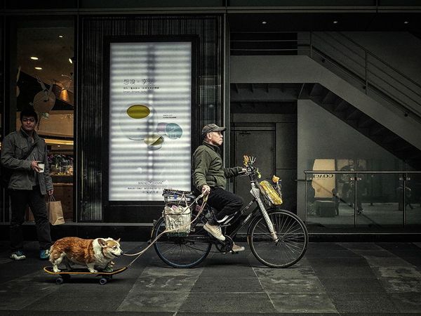دوچرخه سواری به همراه سگ - تایوان