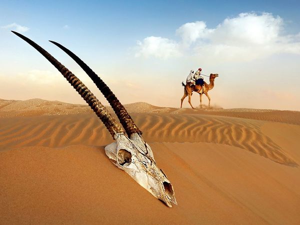 اسکلت جمجمه یک غزال عربی در صحرای الغربیه در غرب امارات متحده عربی