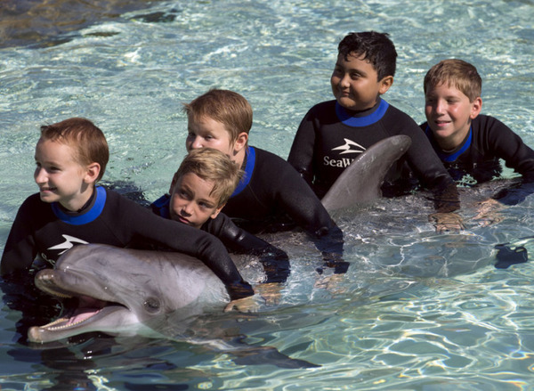 آکواریوم دلفین ها در سن دیه گو کالیفرنیا – آمریکا