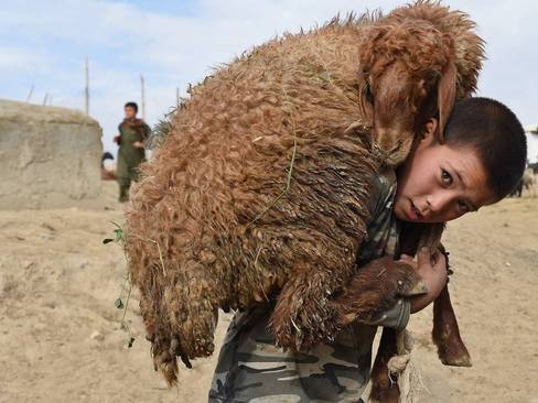 نوجوان افغانستانی در حال حمل گوسفند برای قربانی در عید قربان – کابل