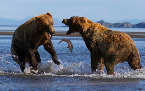 خرس های آلاسکا در حال شکار ماهی از رودخانه