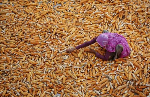 خشک کردن ذرت – راجستان هند