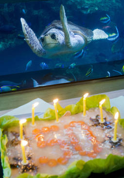جشن تولد لاک پشت آکواریوم موزه نیروی دریایی در استرالسوند آلمان