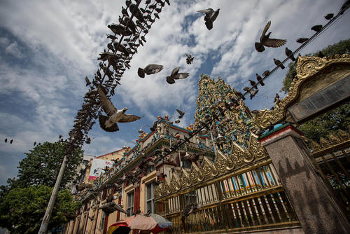 پرندگان در اطراف معبدی در شهر یانگون میانمار