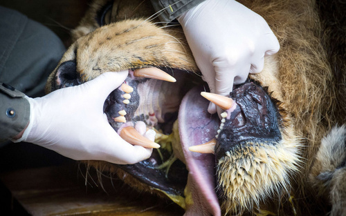 جراحی دندان شیر باغ وحشی در فرانسه