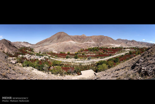 برداشت زرشک در خراسان جنوبی (عکس) اخبار خراسان جنوبی