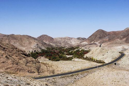 برداشت زرشک در خراسان جنوبی (عکس) اخبار خراسان جنوبی