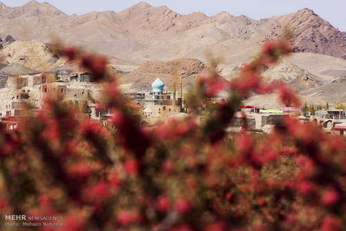 برداشت زرشک در خراسان جنوبی (عکس) اخبار خراسان جنوبی