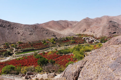 برداشت زرشک در خراسان جنوبی (عکس) اخبار خراسان جنوبی