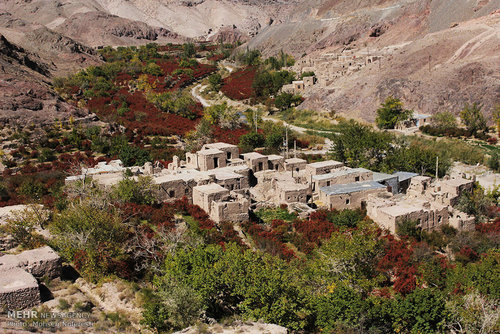 برداشت زرشک در خراسان جنوبی (عکس) اخبار خراسان جنوبی