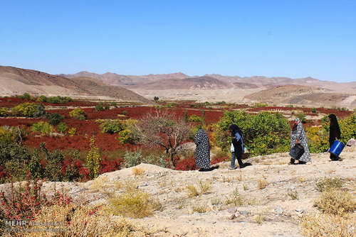 برداشت زرشک در خراسان جنوبی (عکس) اخبار خراسان جنوبی