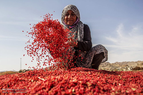 برداشت زرشک در خراسان جنوبی (عکس) اخبار خراسان جنوبی