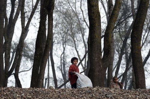 کودکان کشمیری در حال جمع آوری هیزم از جنگل