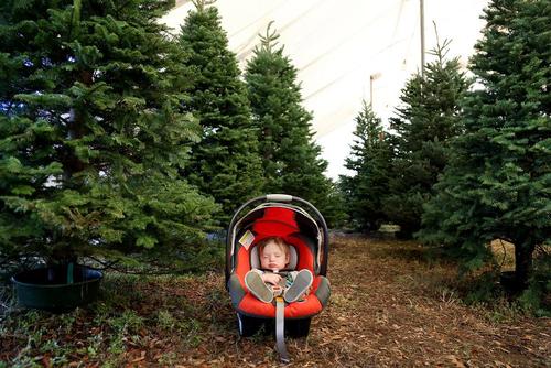 پدر و مادر در حال انتخاب و خرید درخت کریسمس و فرزند یک ساله در خواب – منطقه کلیر واتر در فلوریدا آمریکا