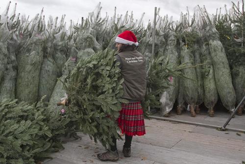 محموله درخت های اسکاتلندی کریسمس برای فروش در ویمبلدون لندن