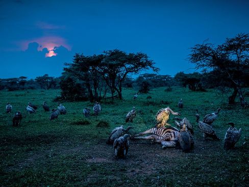 لاشخورها روی لاشه یک گوره خر در پارک ملی سرنگاتی در تانزانیا