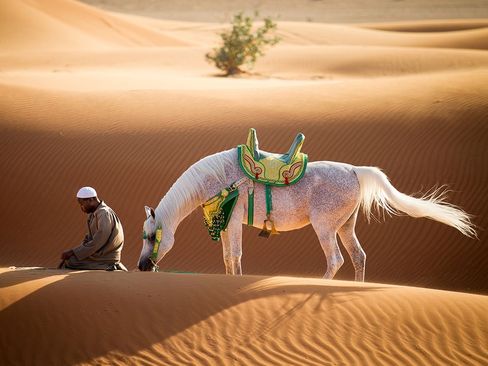 اسب عربی در صحرای شارجه – امارات