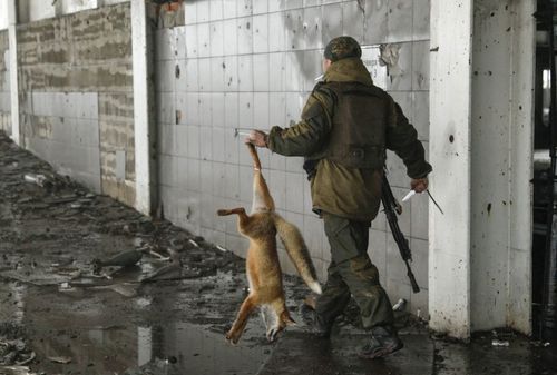 کشتن یک روباه از سوی نیروهای جدایی طلب اوکراین در فرودگاه بین المللی شهر دونتسک در شرق اوکراین