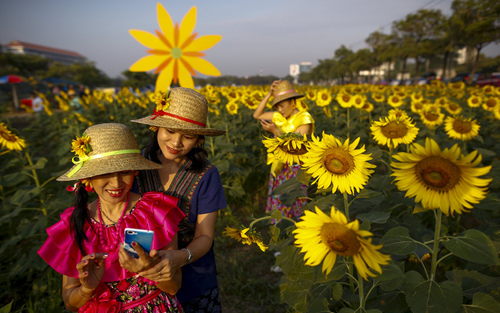 عکس گرفتن در یک مزرعه گل آفتابگردان در شهر بانکوک تایلند