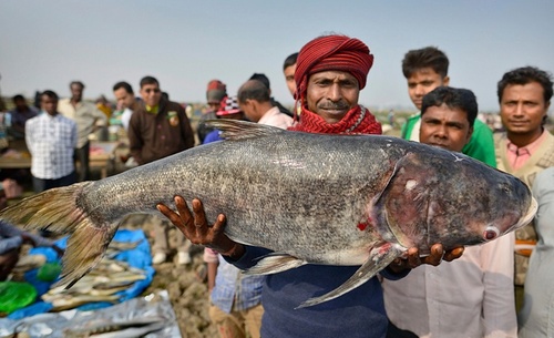صید ماهی بزرگ – آسام هند
