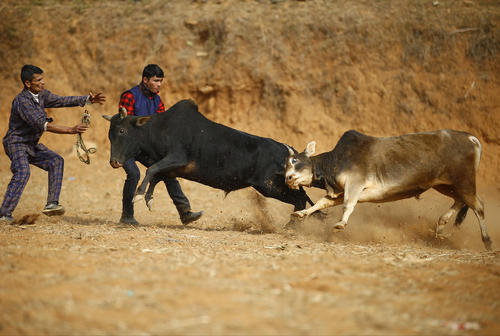 نزاع گاوهای وحشی در جریان یک جشنواره آیینی در نپال