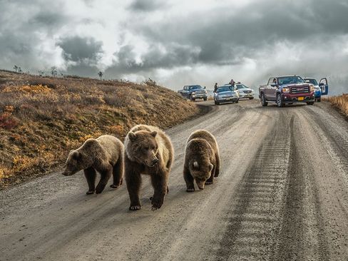 خرس های گیریزلی در جاده ای در پارک ملی دنالی در آلاسکا
