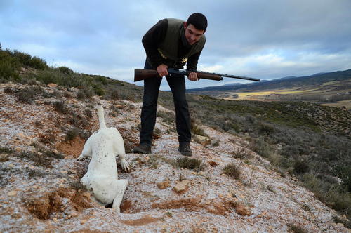سگ شکاری به دنبال خرگوش – شمال اسپانیا