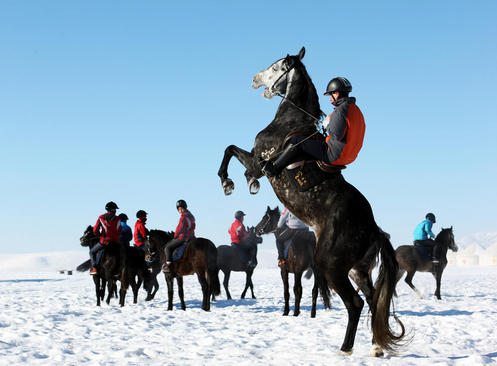 جشنواره پرورش اسب – چین