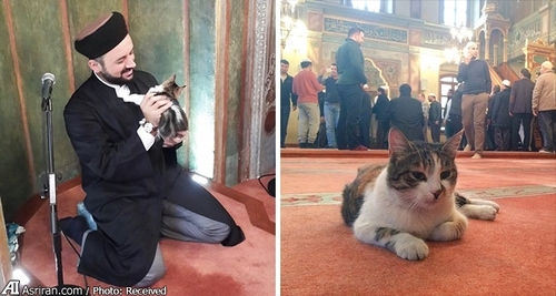 مسجدی که حضور گربه های خیابانی در آن آزاد است