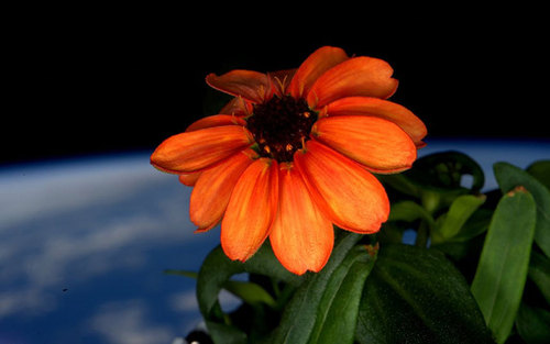تصویری از گل های پرورش یافته و رشد کرده در فضا. دانه های گل آهار از سوی فضانوردان ناسا به فضا برده شده و در شرایطی خاص در آنجا کشت داده شده است
