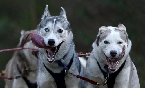 مسابقه سورتمه رانی سگ ها در اسکاتلند