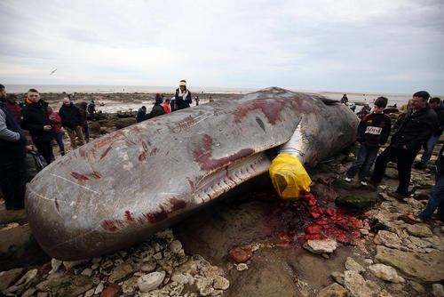 یک وال مرده 15 متری در ساحل نورفلک انگلیس