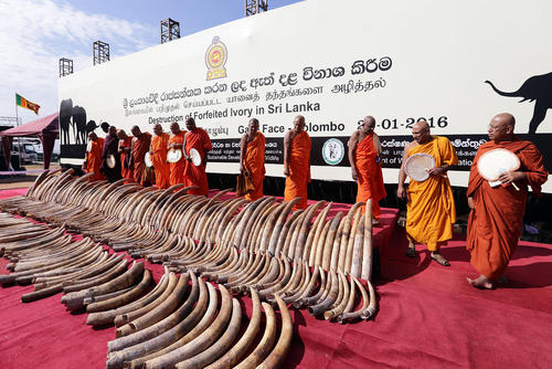 کشف 1.4 تن عاج فیل قاچاق در شهر کلمبو سریلانکا