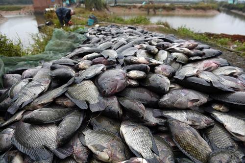 تلف شدن بیش از 50 هزار کیلو ماهی در رودخانه به دلیل سرما و یخزدگی آب – گینژو چین