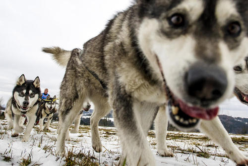 مسابقه ماراتن سگ ها – جمهوری چک