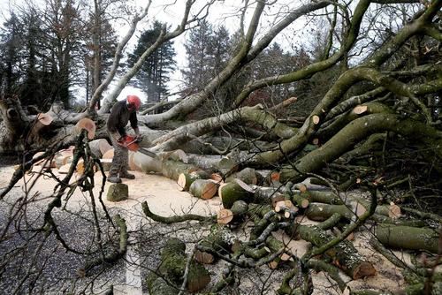 قطعه قطعه کردن درختان قطع شده در اثر توفان در آرموی انگلیس