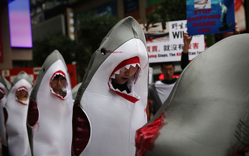 گردهمایی فعالان حقوق حیوانات در اعتراض به شکار بی رویه کوسه ها – هنگ کنگ
