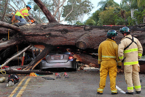 افتادن یک درخت در جاده ای در سان دیه گه کالیفرنیا. در این حادثه راننده خودرو جان سپرد