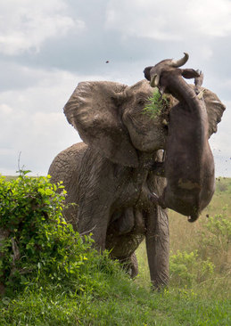 نزاع یک بوفالو با فیل- کنیا