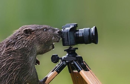 عکس العمل حیوانات در برابر دوربین عکاسان (عکس)